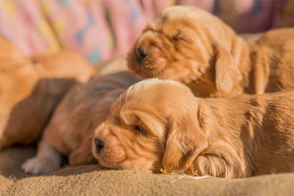 When Do Puppies Open Their Eyes Fully After Being Born
