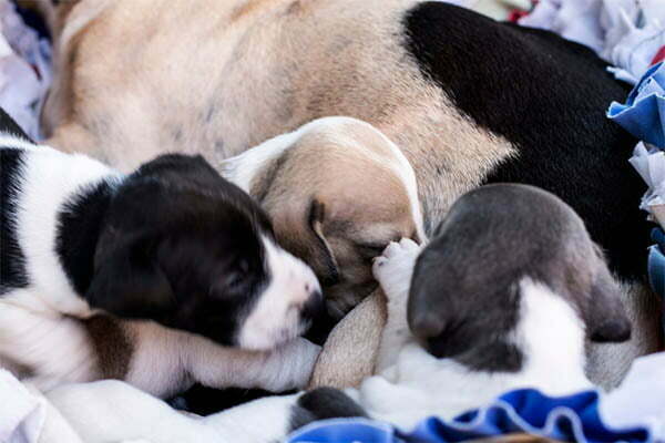 When Do Puppies Start Drinking Water