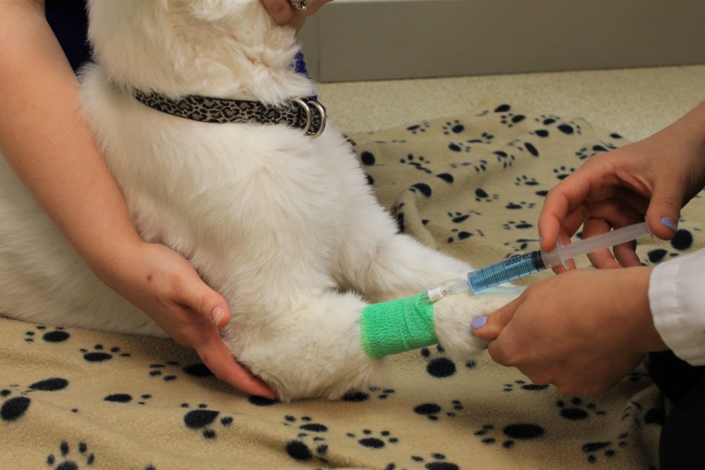 When Should You Euthanize a Dog with Liver Failure