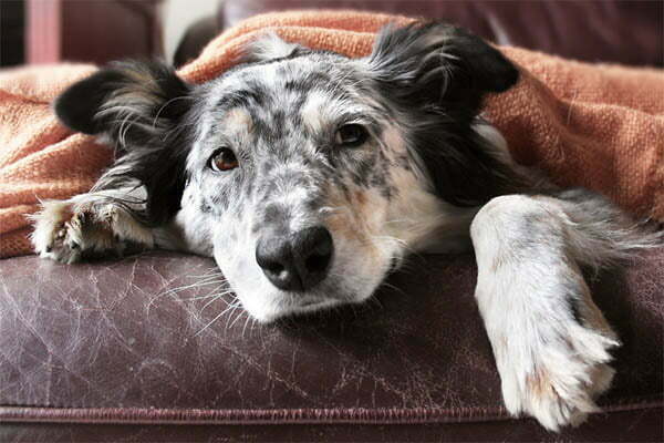 When Should You Put Down a Dog With Lymphoma?