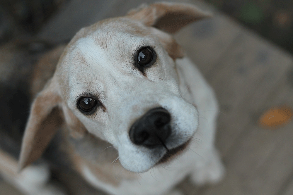 When Should You Put Down a Dog with Glaucoma?