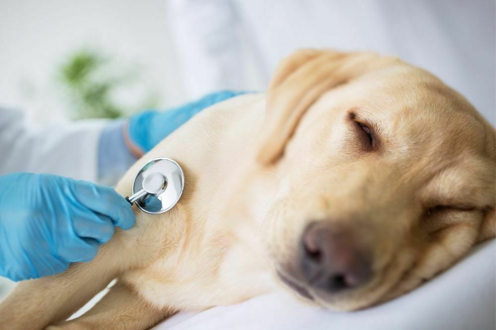 When to Put Down a Dog with Alzheimer’s/Dementia
