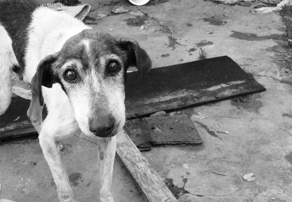 When is the Right Time to Euthanize a Dog with Kidney Failure/Disease?