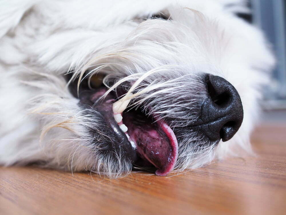 When is the Right Time to Put Down a Dog with Epilepsy