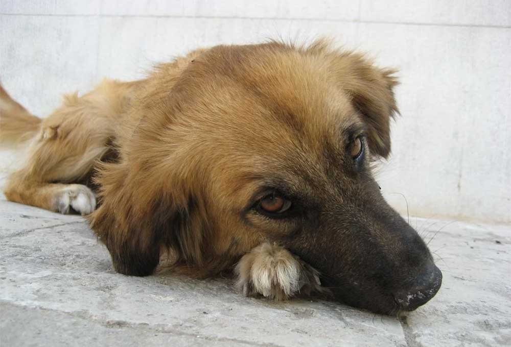 When to Euthanize Dog with Hemangiosarcoma (What I Learned)