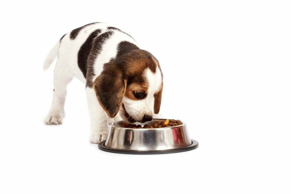 When to Switch a Puppy to 2 Meals a Day from 3 (Plan the Change)