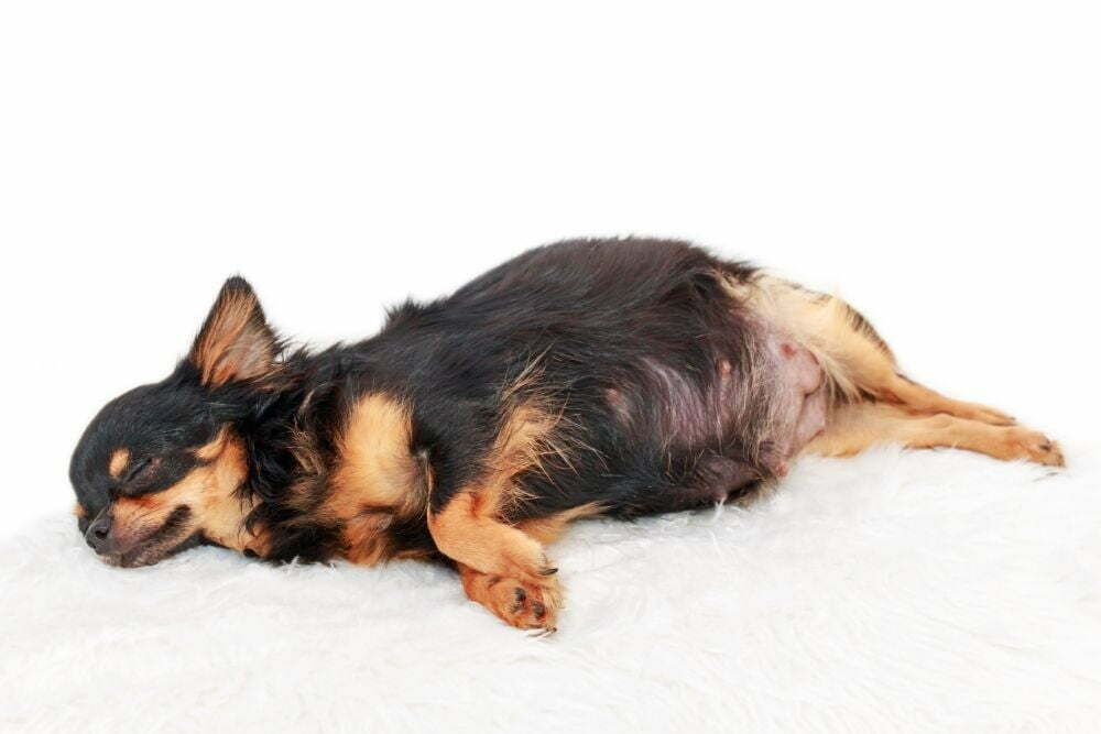 When Will I Feel My Pregnant Dog’s Puppies Move?