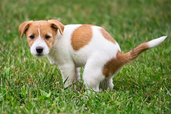 White specks in dog poop