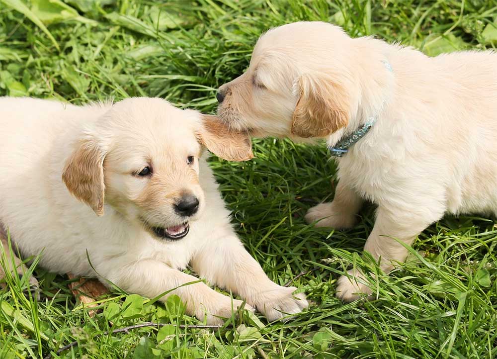 Why Do Dogs Bite Each Other’s Ears When Playing? + How To Stop It
