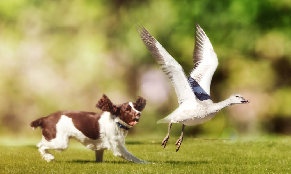 Why Do Dogs Eat Goose Poop