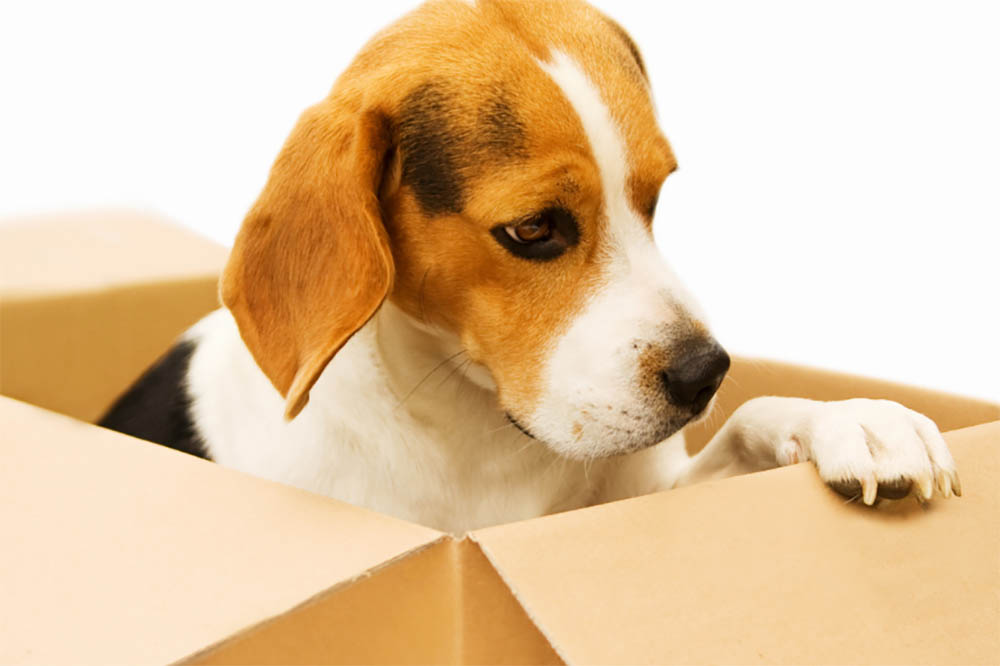 Why Does My Beagle Always Stink