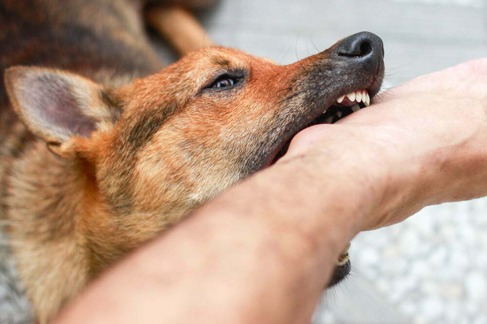 Why Does My Dog Always Bite My Ankles