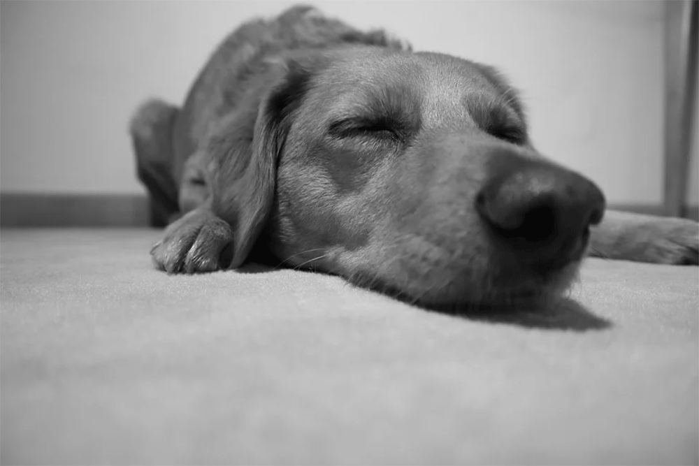 Why Does My Dog Breath So Fast Through Their Nose When They’re Asleep