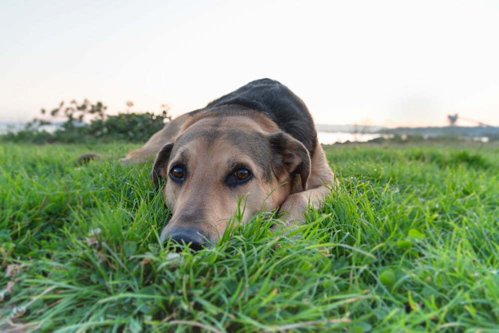 Why Does My Dog Eat Deer Poop And How To Stop Him Getting Sick