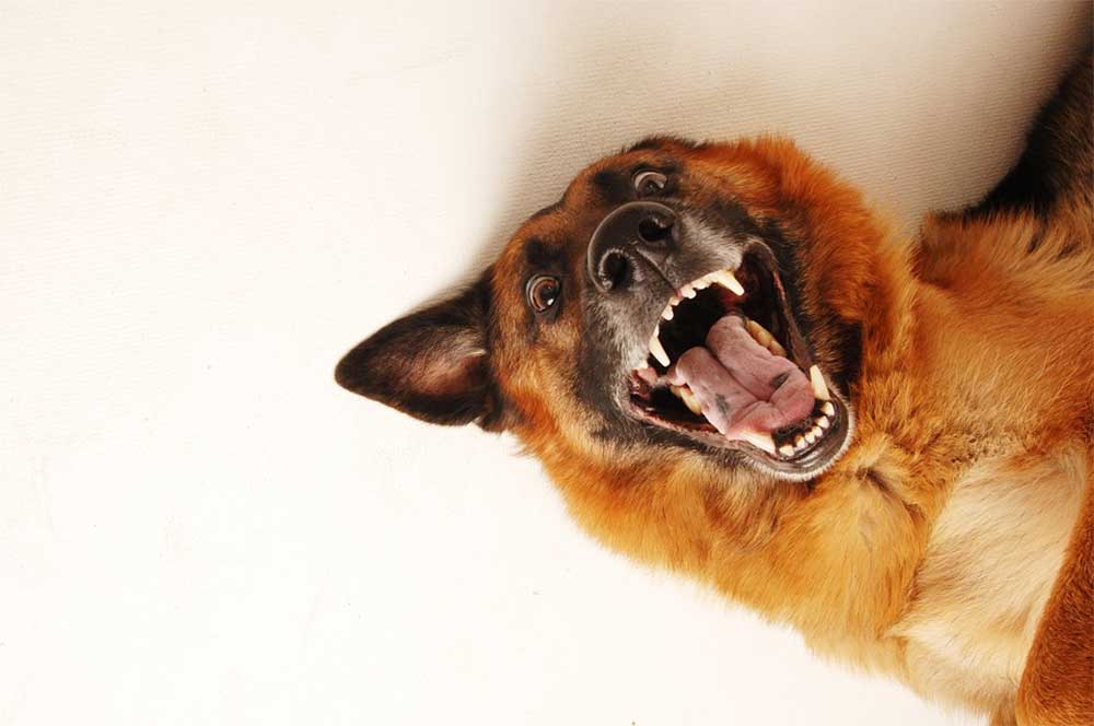 Why Does My Dog Have Black Spots on His Gums?