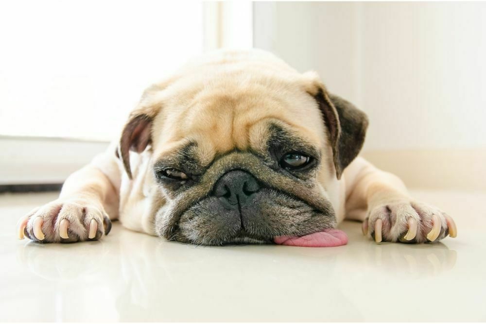 Why Does My Dog Lick the Floor Constantly?