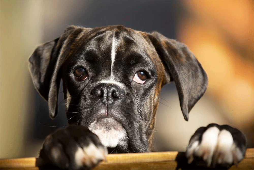 Why Does My Dog Smell Like Iron/Metal?