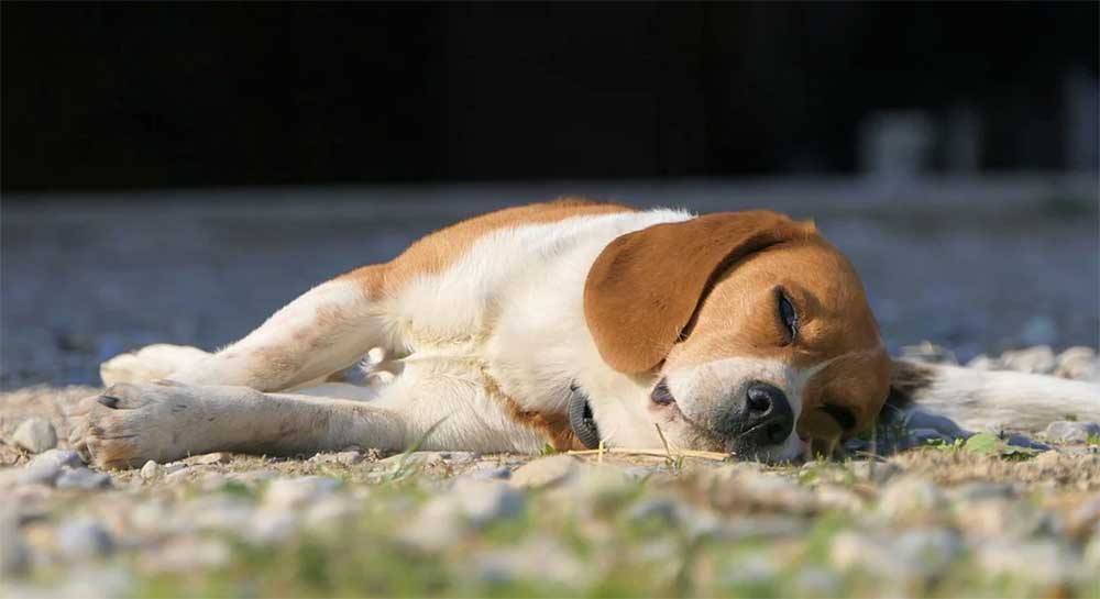 Why Does My Dog Smell Like Pee? 5 Most Common Reasons