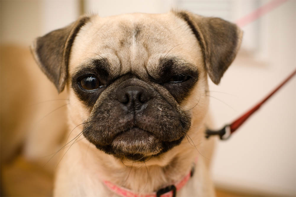 Why Does My Dog Stink Like Fish?