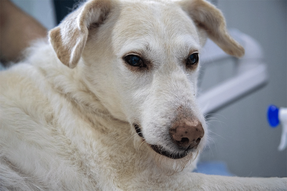 Why Does My Dog’s Breath, Pee, or Poop Smell Like Ammonia?