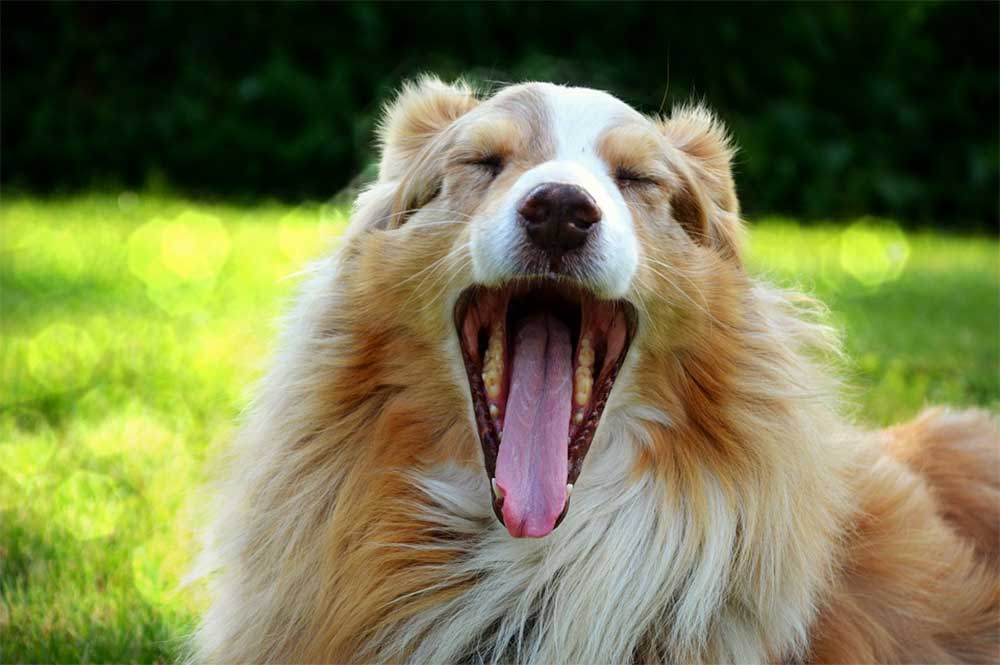 Why Does My Dog’s Butt Smell Like Fish?