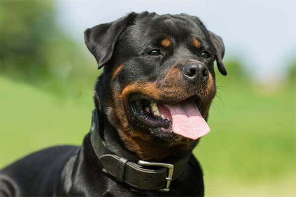 Why Does My Rottweiler Growl at Me
