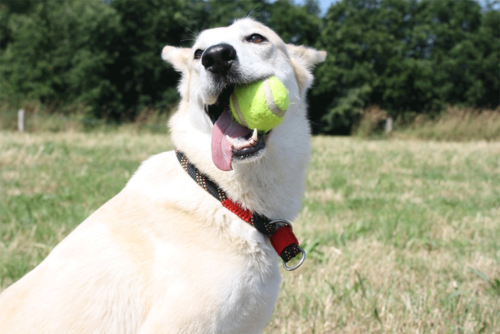 Why Do Dogs Love Tennis Balls So Much?
