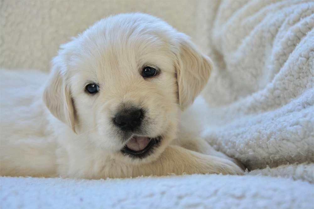 Why do Puppies Get Hiccups so Much?: A Complete Guide