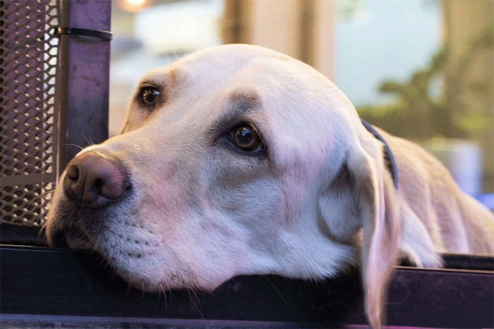 Why Does My Dog Stare At Me?