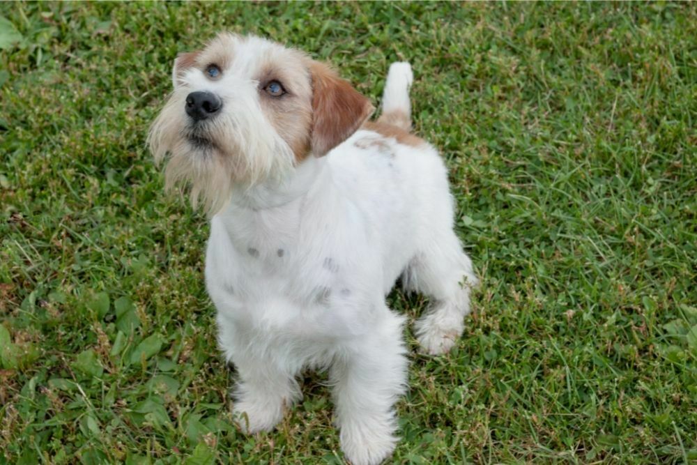 Why Does My Dog’s Eye Look Cloudy?