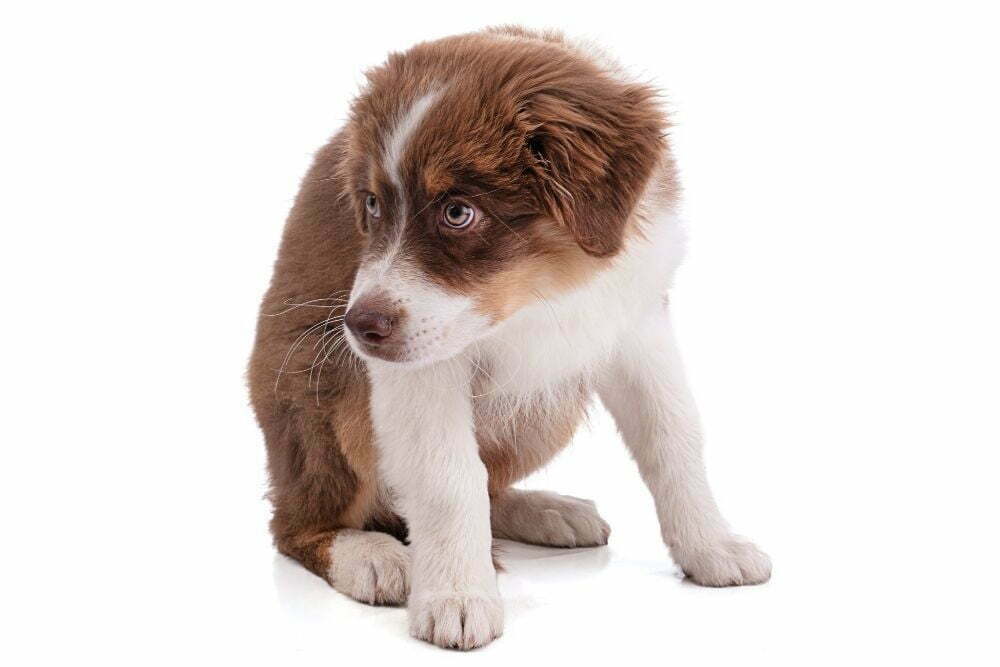 Why Does My Dog Pee on Me?