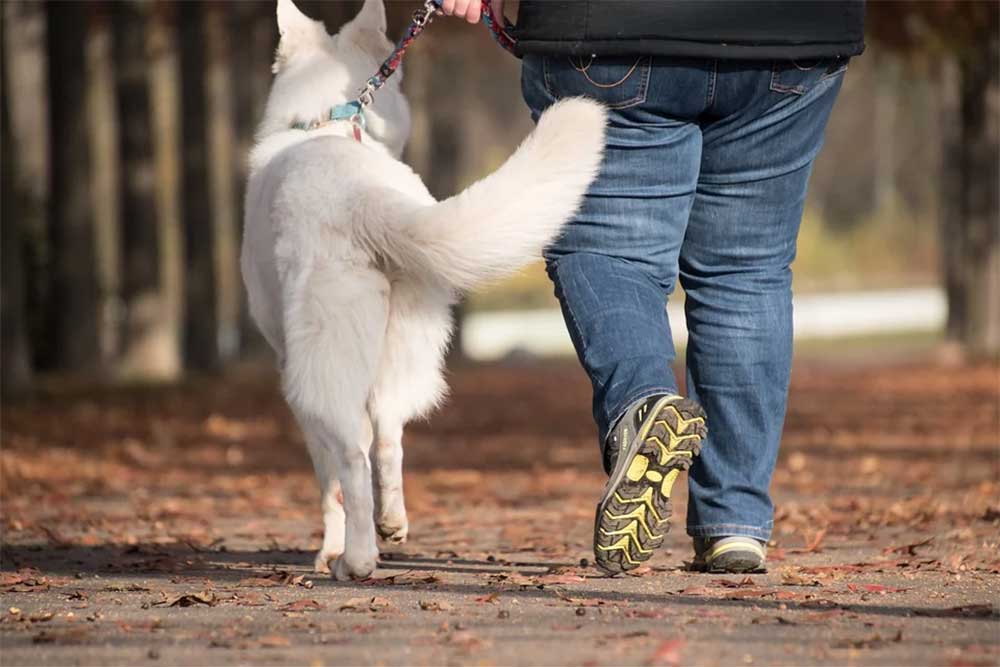 Why is My Dog Walking Sideways (Body Twisting)? Find out the cause Today!
