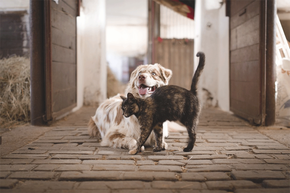 Why Is My Cat Attacking My Dog Suddenly? How Can I Stop It?