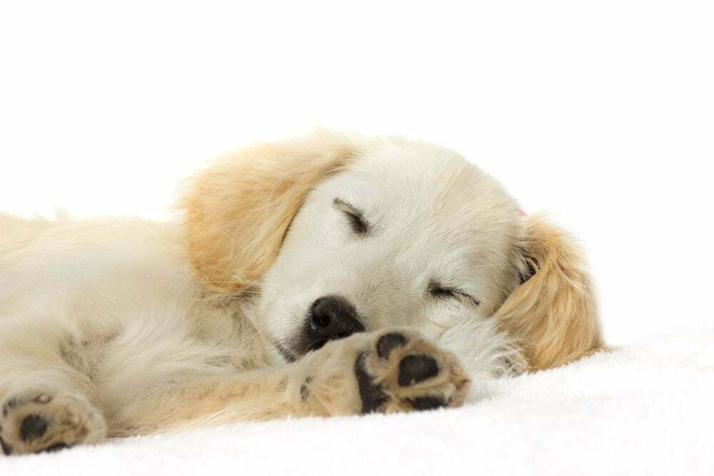 Why is My Puppy Sleeping so Much and More than Usual?