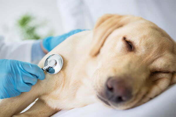 a Dog With Lymphoma