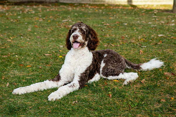 about Bernedoodles