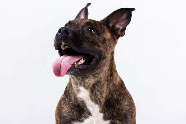 black gum American Staffordshire Terrier