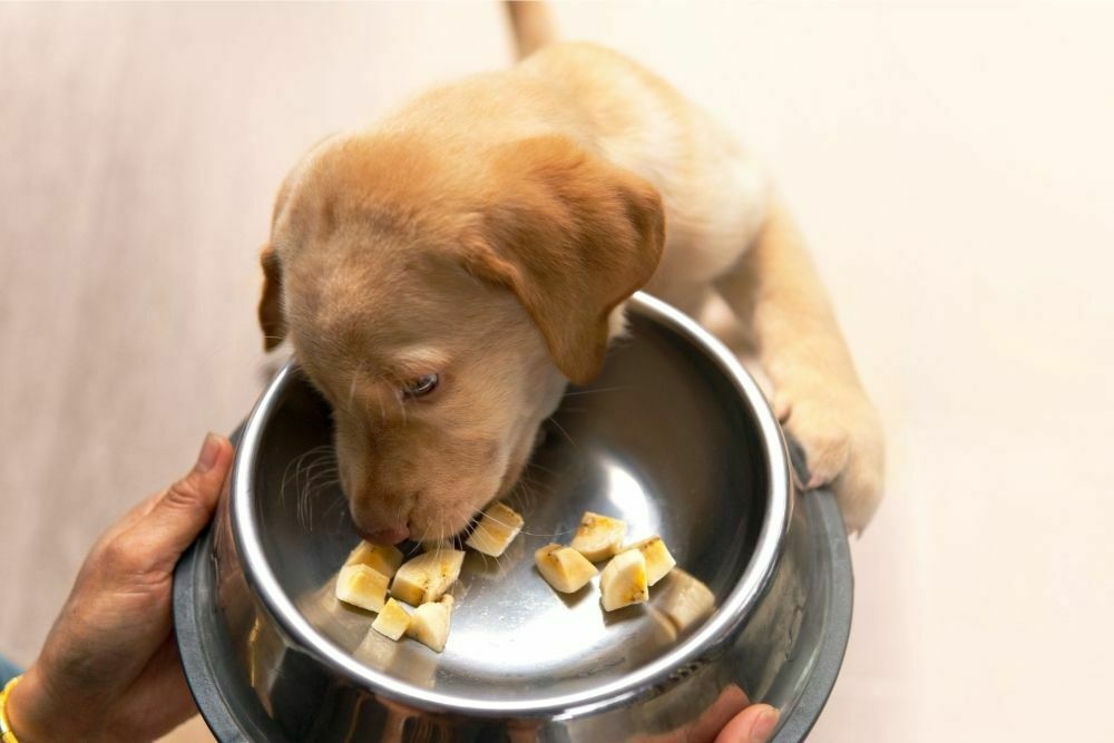 Can a Dog Eat a Banana?