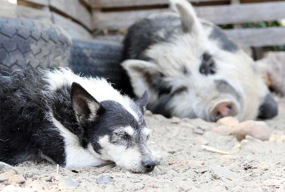 Can Dogs Eat Pork Rinds, Skins, Scratching or Crackling