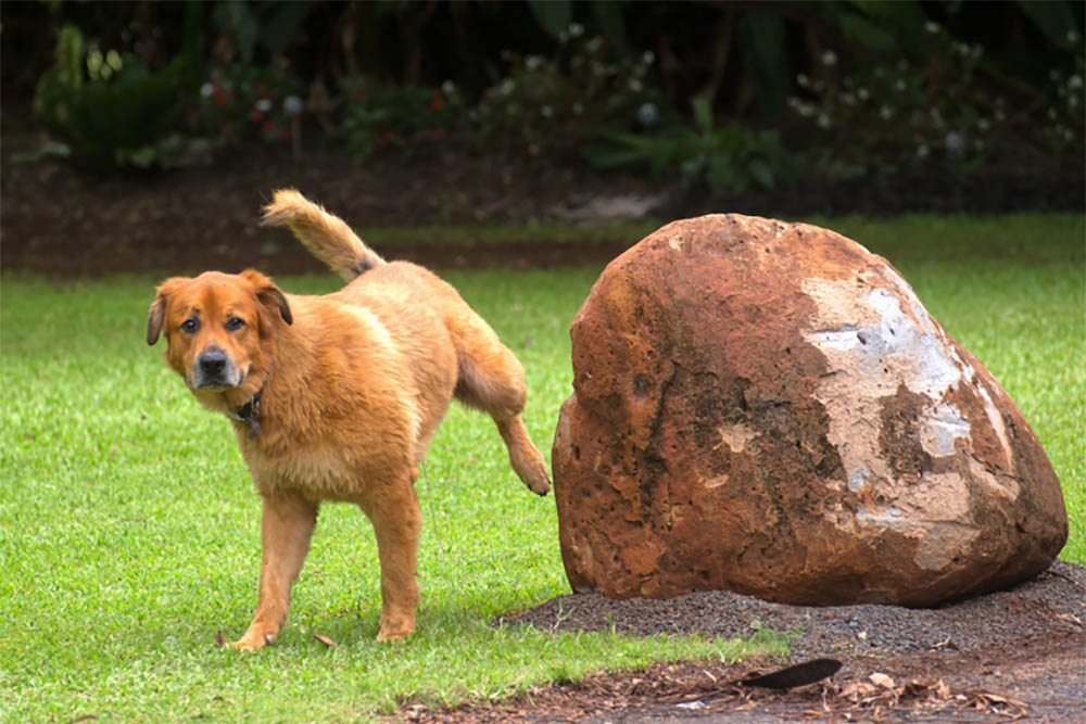 dogs peeing