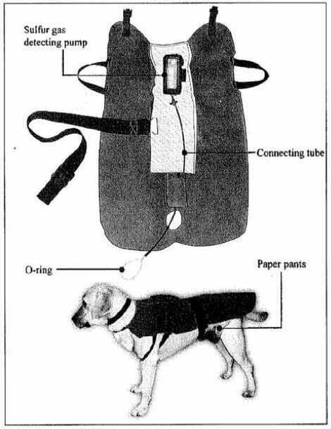 jumpsuit for dogs