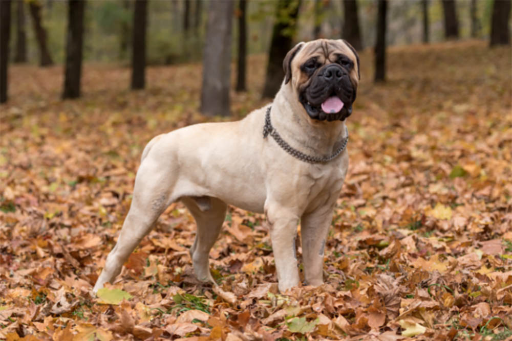 should I get a bullmastiff