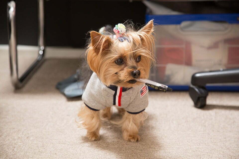 Are Dogs Allowed in Best Buy? The Confusing Lack of Pup Policy