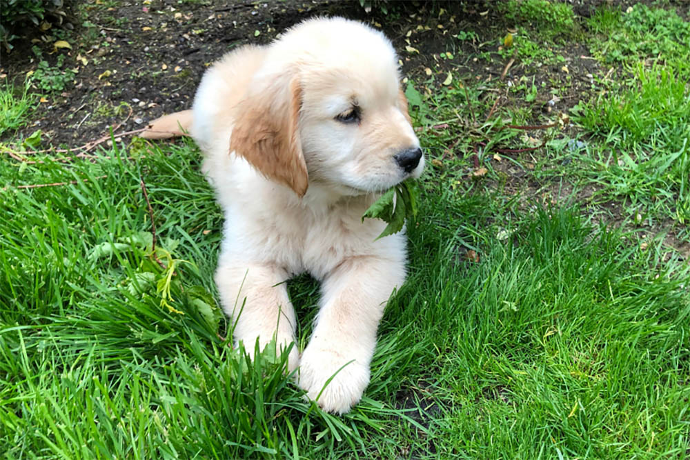 Are Spider Plants Toxic To Dogs