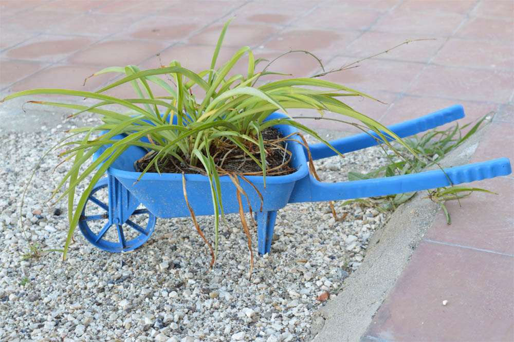 Are Spider Plants Toxic To Dogs How Poisonous Are They to Eat