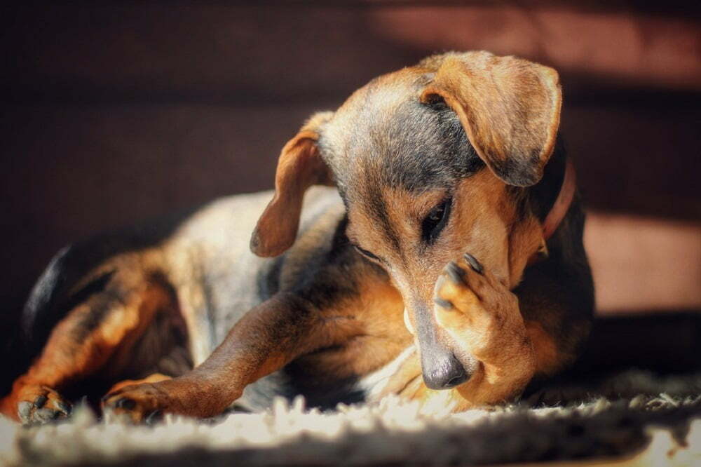 Can A Vaccinated Dog Get Parvo? (What I Learned)