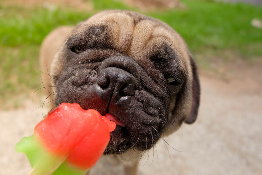Can Dogs Eat Sherbet Or Sorbet?
