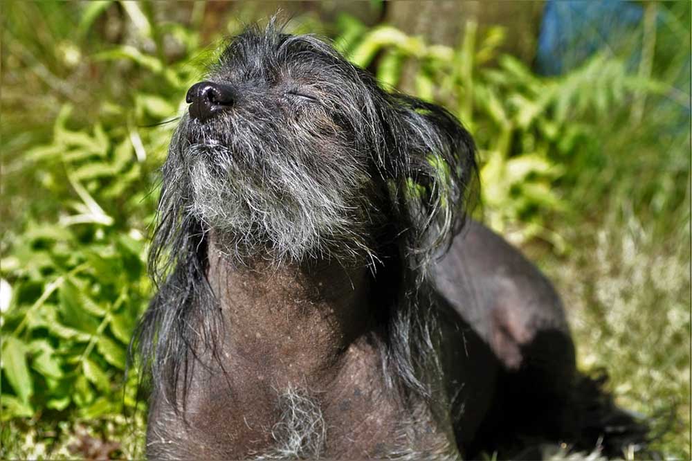 Can Drug Dogs Smell Molly and MDMA?