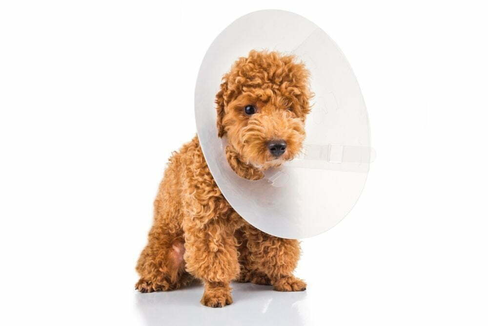 Can I Leave My Dog Alone With A Cone On?