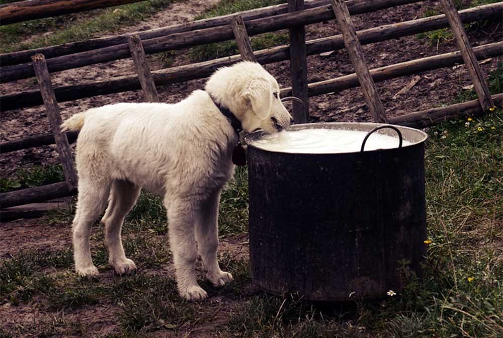 Can I Feed My Sick Dog Chicken Noodle Soup? Canned vs Homemade